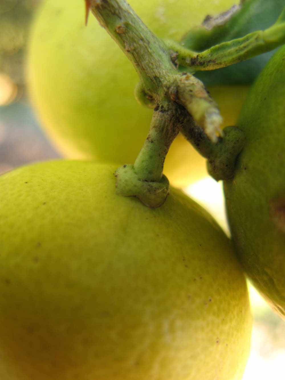            Fruit (Key, Winter Haven, FL)   